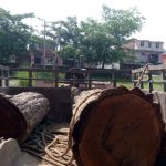 कैलालीमा अवैध काठ र ट्याक्टर सहित एक जना पक्राउ