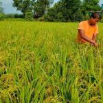 अरू भन्दा फरक किसान कञ्चनपुरका आसरेराम बडायक ,गाँउलेहरू पनि  सिकाे गर्दै