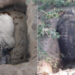 चितवन राष्ट्रिय निकुञ्जमा ३ महिनामा ६ गैँडा मरे