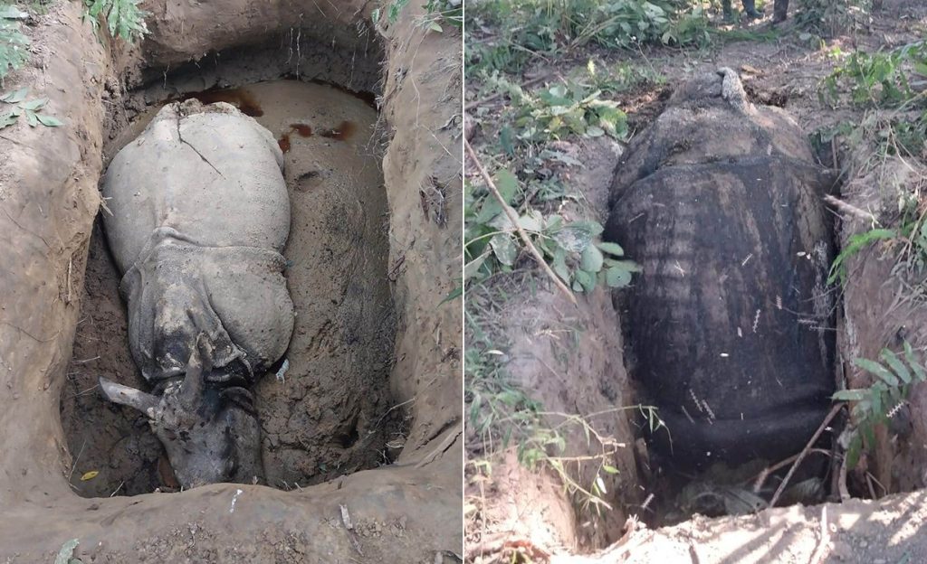 चितवन राष्ट्रिय निकुञ्जमा ३ महिनामा ६ गैँडा मरे
