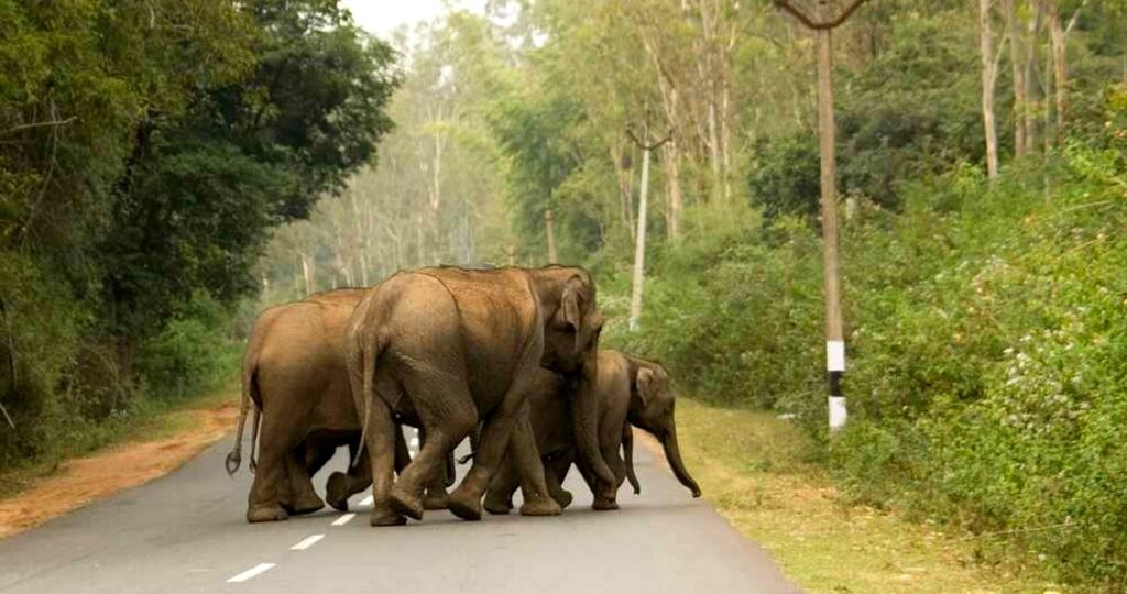 कञ्चनपुरको बेलौरीमा हात्तीको बथान गाँउमा पस्दा स्थानीयमा त्रास