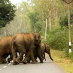 कञ्चनपुरको बेलौरीमा हात्तीको बथान गाँउमा पस्दा स्थानीयमा त्रास