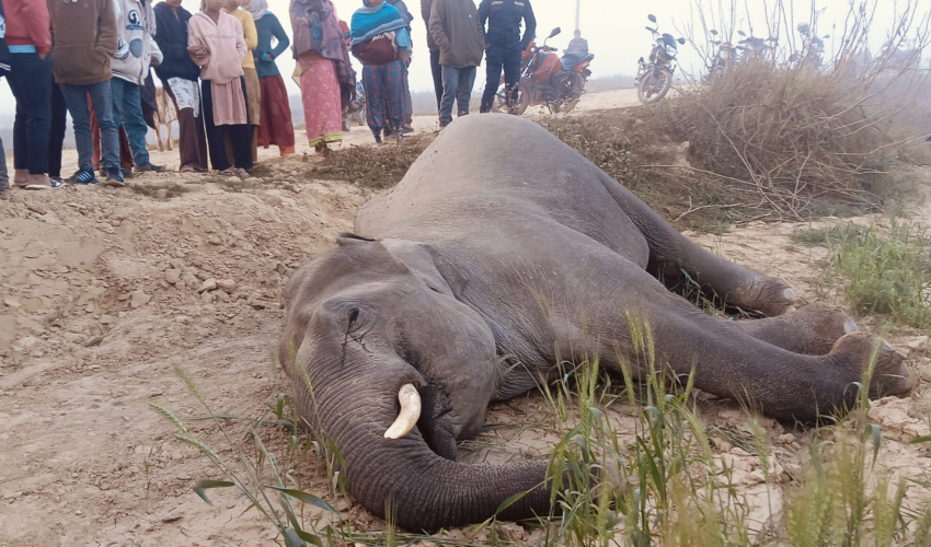 लालझाडीको  हात्ती मृत्यु प्रकरण : धराप थाप्ने एकजना पक्राउ