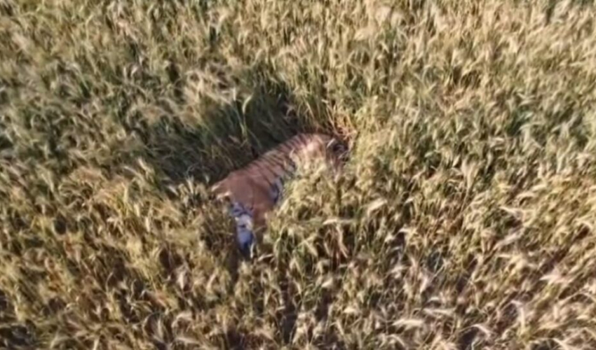 कञ्चनपुरको बेलौरीमा गहुँको खेतमा देखियो बाघ, स्थानीय त्रसीत