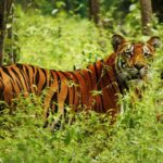 कञ्चनपुरमा गाउँ पसेको बाघ नियन्त्रणमा