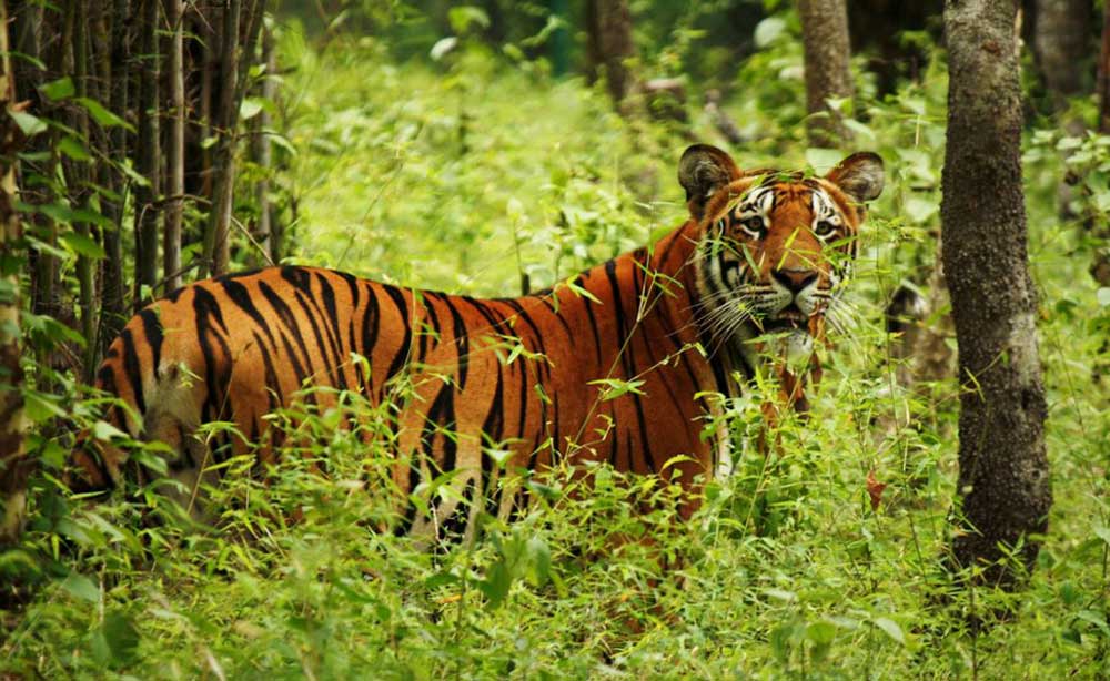 कञ्चनपुरमा गाउँ पसेको बाघ नियन्त्रणमा