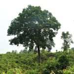 रुखा मैसे गिर्के एकजनै की मृत्यु