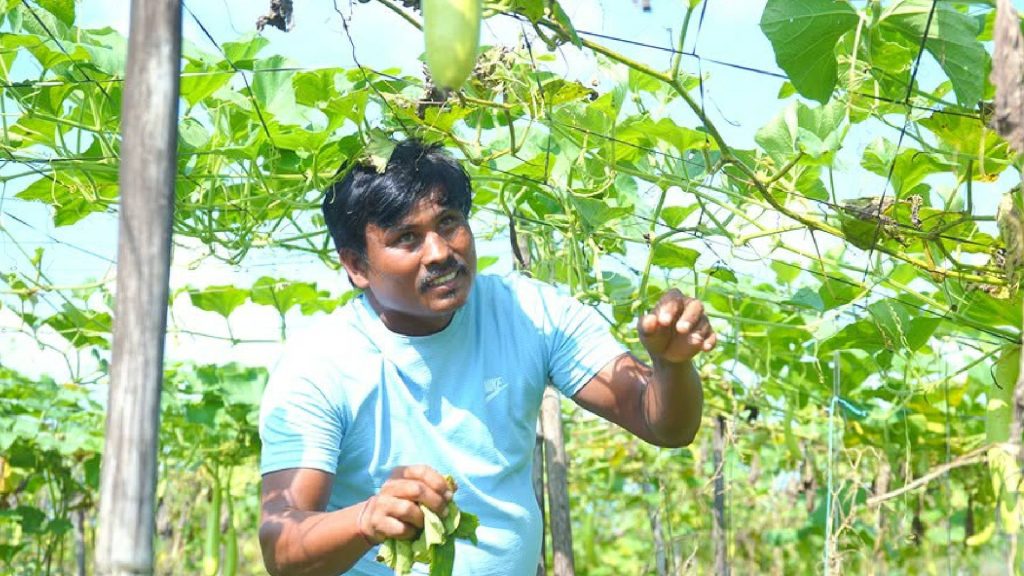 तरकारी खेतीलाई नै मुख्य पेसा बनाइ जिविकोपार्जन गर्दै रामबहादुर
